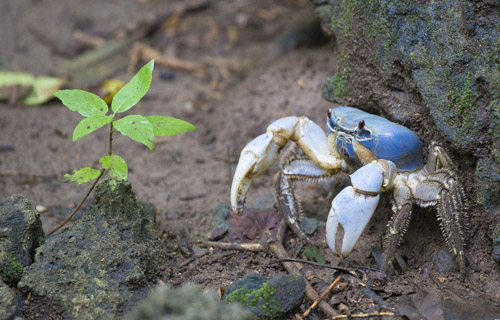 christmas island photo tour example 31